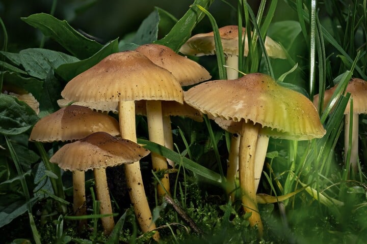 Pilze im Rasen Tipps zum Bekämpfen und Vorbeugen