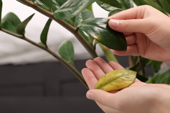 Zamioculcas hat gelbe Blätter Pflegetipps für die Glücksfeder