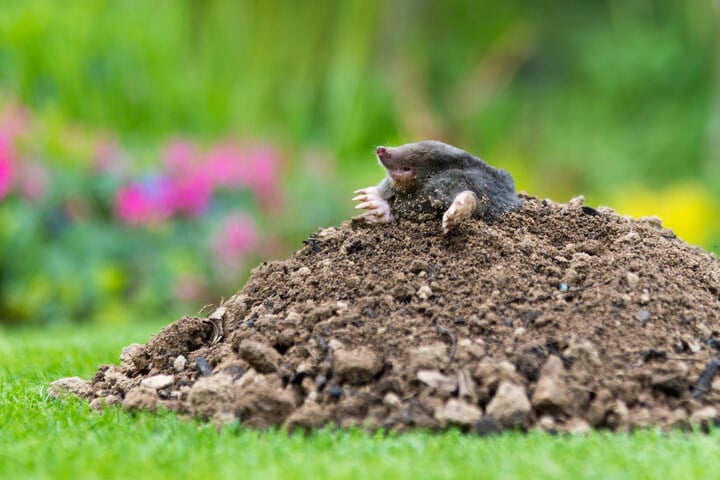 Maulwurf vertreiben Hilfe gegen Maulwürfe im Garten