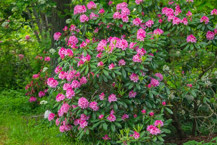 Rhododendron schneiden: Das Wann und Wie zum Schnitt