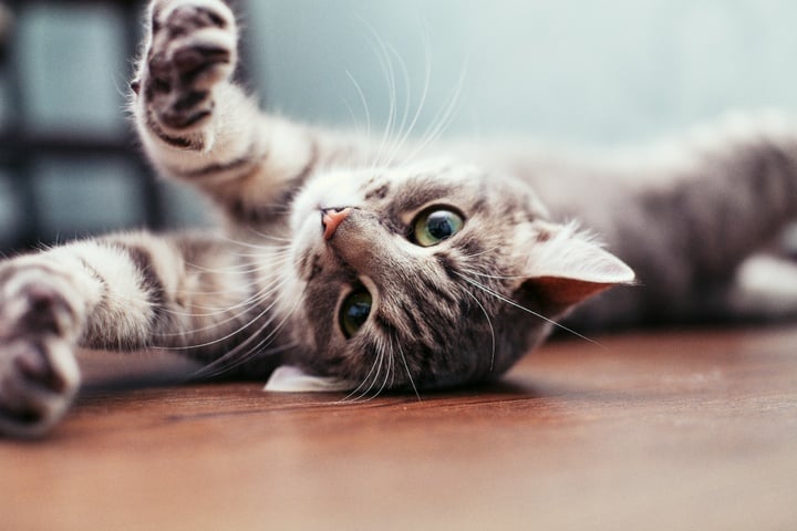 Kater Rollt Sich Auf Dem Boden Rum Katze rollt sich auf dem Boden: 6 mögliche Gründe