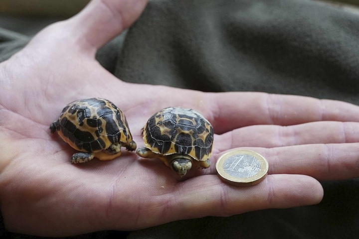 47+ Mini Schildkröten Für Den Teich, Der wunsch vieler