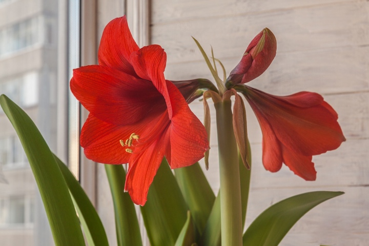 Amaryllis: Pflege fr Blten beim Ritterstern