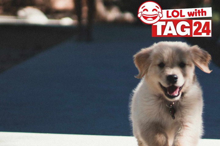 Joke Of The Day For February 6 2025 The Best Dog Jokes To Get Your joke-of-the-day-for-february-6-2025-the-best-dog-jokes-to-get-your