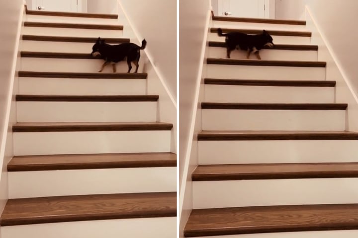 Tiny dog's unusual method for climbing stairs has TikTokers giggling!