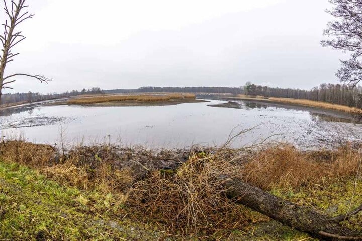Fischteich lässt Wald absaufen! Förster sauer auf Karpfenzüchter