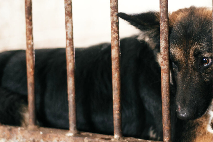 Mann will den Hund seiner Freundin töten Motiv und Idee machen einen