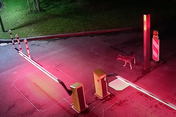 Video Hier läuft der Wolf mitten durch Köln! TAG24