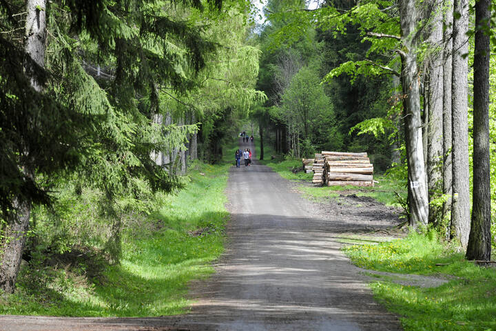 Chemnitz: Offenbar Brandstiftung! Feuer im Rabensteiner Wald