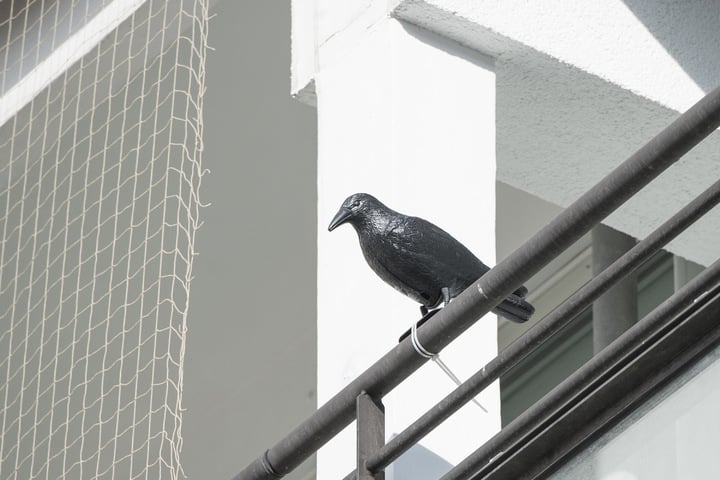 Tauben vertreiben Tipps für Ruhe auf Balkon und Co.