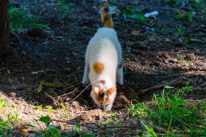 Katzen vertreiben im Garten 8 tierfreundliche Tipps gegen Streuner