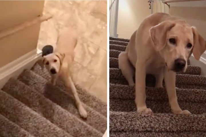 This adorable puppy is crawling down the stairs and racking up the likes