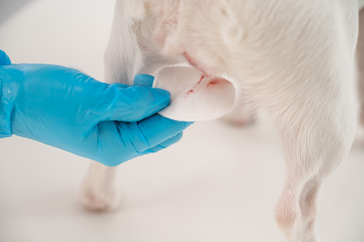 Wie Oft Haben Hunde Ihre Periode