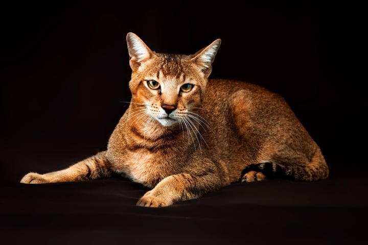 7 große Katzenrassen: Das sind die größten Katzen