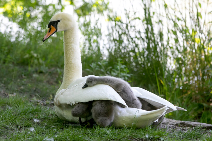 Dresden Neues Glück für den UraltSchwan vom Großen Garten