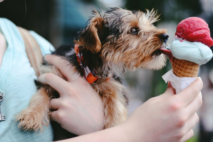 Gewusst? Das hilft gegen stinkende Pupse bei Hunden TAG24