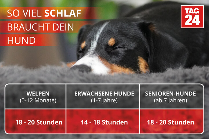Dein Hund schläft viel? 9 Ursachen für extreme Müdigkeit