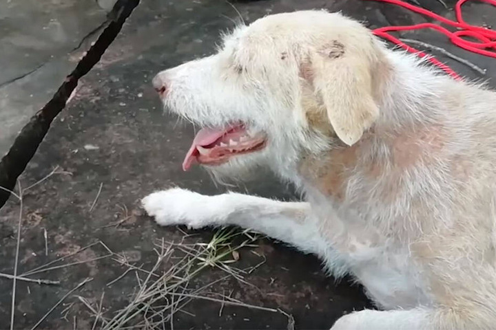 Mann hört Hund lautstark jaulen, dann wird er zum Helden | TAG24