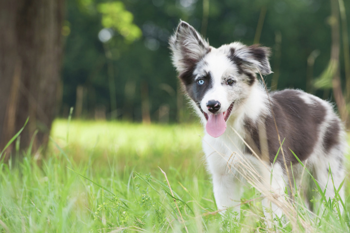 Merle Hund: Ist das Merle-Gen gefährlich?