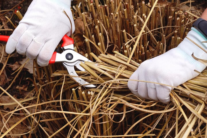 Gartenarbeit im Februar Das steht vor dem Frühling an