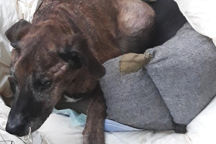 Riesiger Tumor! Hund zum Sterben ausgesetzt TAG24