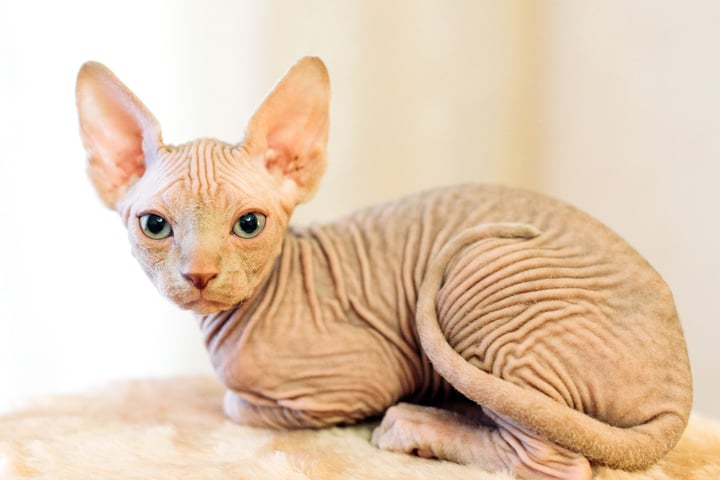 Welche Katzen Verlieren Keine Haare Katzen, die nicht haaren? Top 7 Katzenrassen