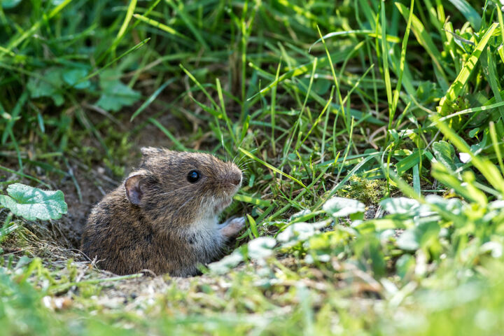 Wühlmäuse bekämpfen Das hilft gegen Wühlmäuse im Garten