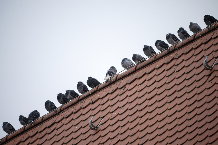 Tauben vertreiben Tipps für Ruhe auf Balkon und Co.