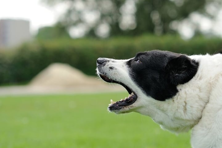 Wie Gewöhne Ich Meinem Hund Das Bellen Ab Martin Rütter Wie gewöhne ich meinem Hund das Bellen ab?
