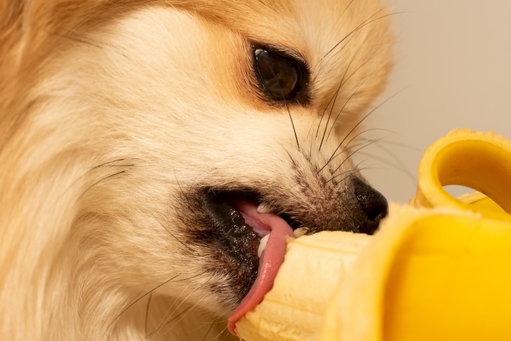 Durfen Welpen Banane Essen