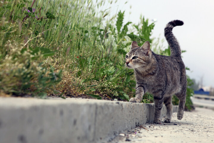 Katze Lauft 1000 Km Nach Hause