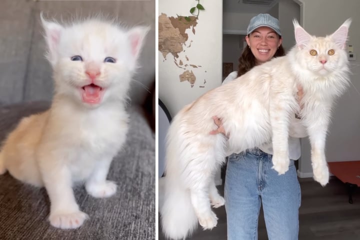 Baby-Katze ist schon jetzt größer als ein Kleinkind: Wie groß wird der ...