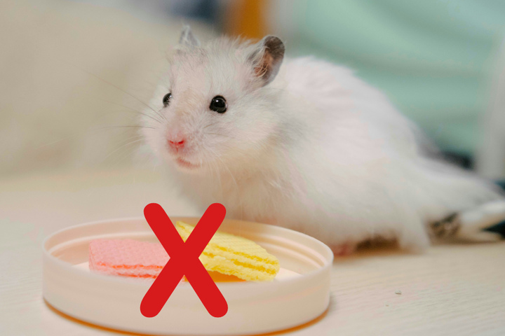 Was Dürfen Hamster Nicht Fressen Was fressen Hamster? Wichtige Ernährungstipps