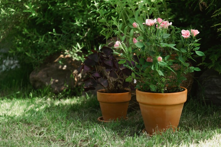 Rosen im Topf So gedeihen sie auf Balkon und Terrasse