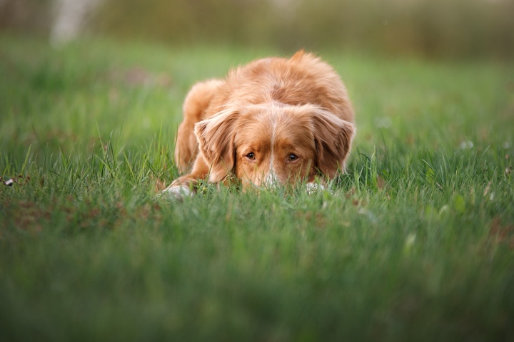 Hund im Garten begraben Darf man das?