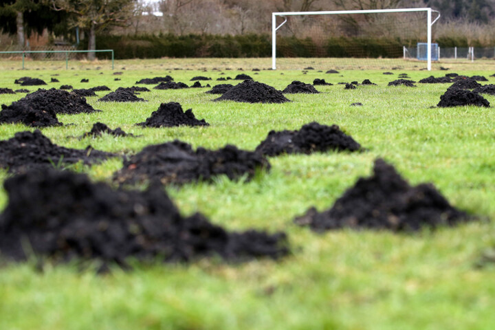 Maulwurf vertreiben Hilfe gegen Maulwürfe im Garten