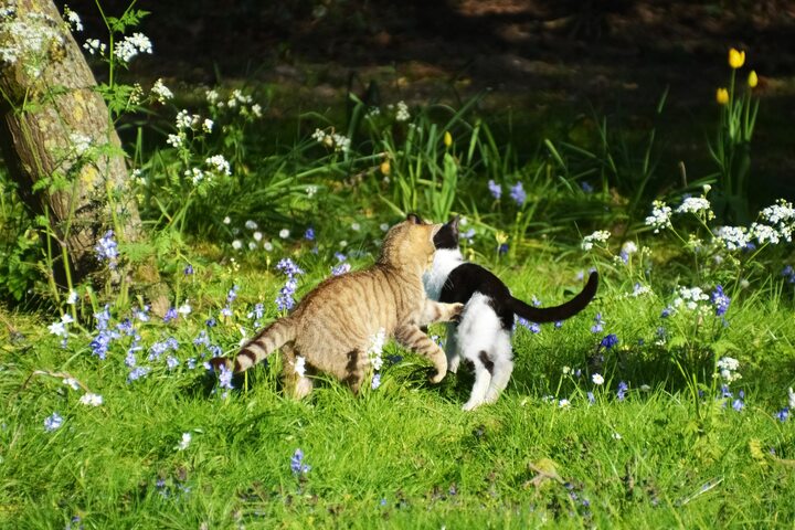 Urwampe der Katze Deshalb hat Deine Katze einen Hängebauch