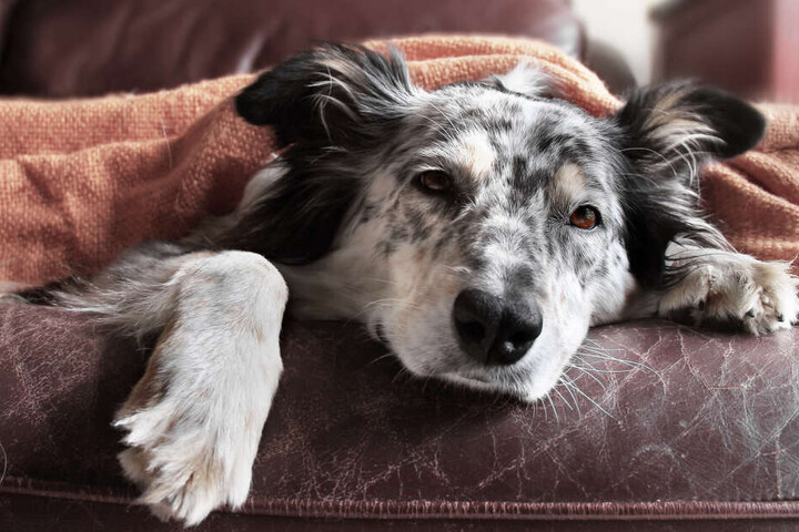 Dieses Hausmittel wirkt auch bei Hund und Katze TAG24