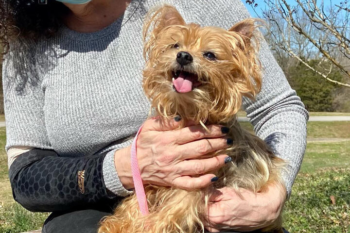 Hund wird vor den Augen seiner Besitzerin gestohlen 13 Jahre später