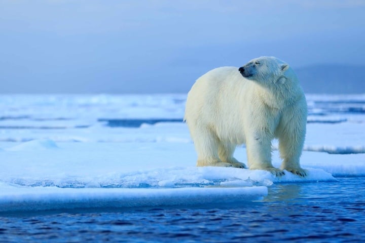 Alaskan polar bear tragically dies in species-first disease contraction