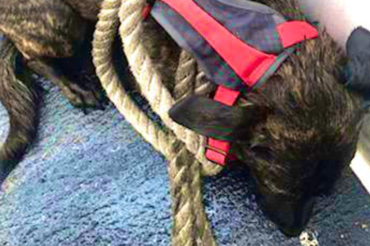 Hund läuft Besitzern davon: Als sie erfahren, wo er wieder auftauchte ...