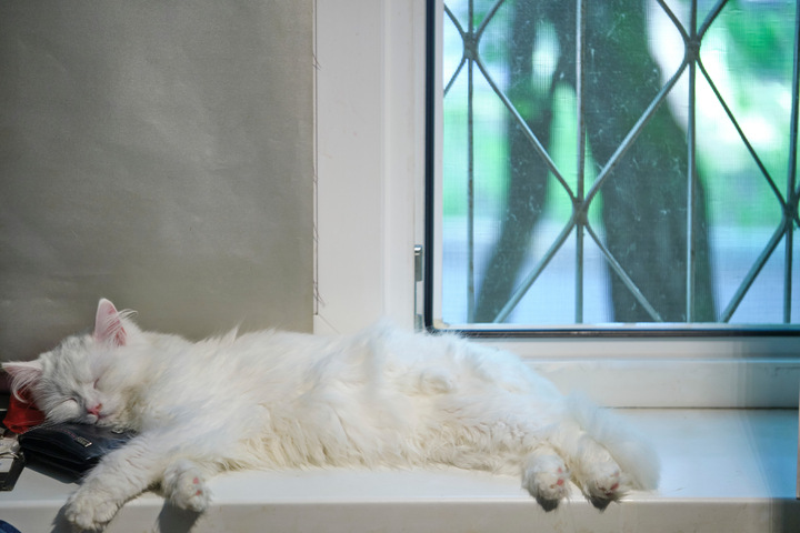 Wo schlafen Katzen am liebsten? Diese 10 Plätze lieben sie