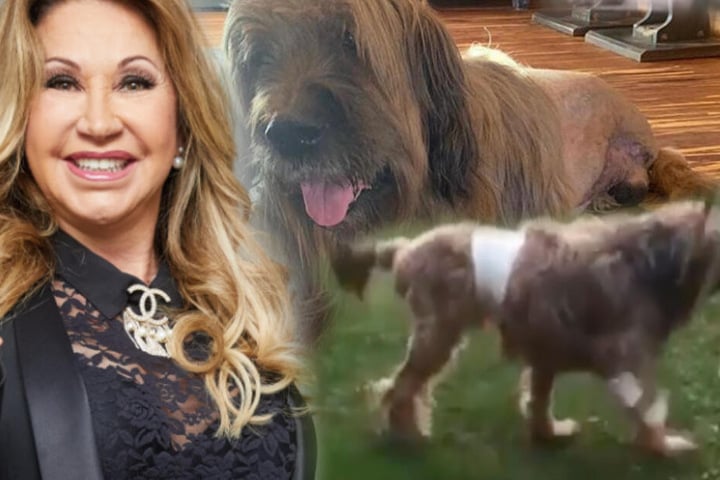 Die Geissens: Nach Amputation - Hund der Geissens lebt auf 3 Beinen!