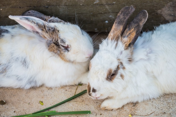 Kaninchen Macht Gerusche Wie Eine Taube