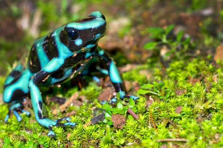 Giftigster Frosch der Welt So tödlich ist sein Gift