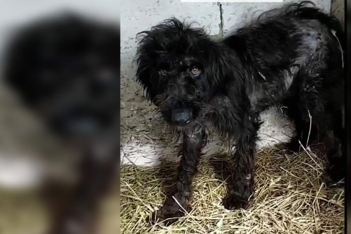 Chemnitz Hund seit Wochen vermisst Wo ist Lotta? TAG24