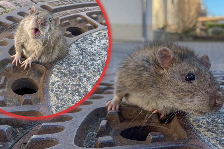 Dikke Ratten Merchandising-Artikel zur