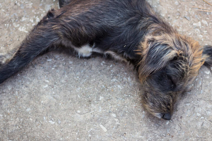 Herrchen vergewaltigt Hund, als seine Frau hineinplatzt TAG24