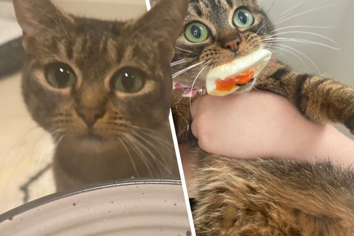 Frau Lässt Sich Von Katze Lecken