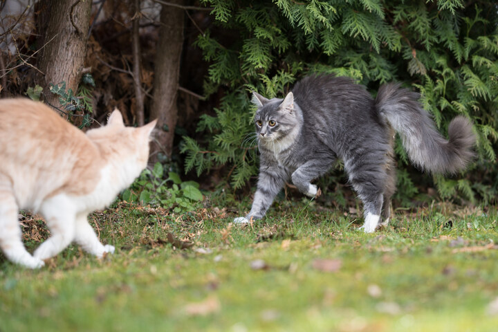 Katze Macht Buckel Und Läuft Seitlich Katze macht Buckel: 6 Gründe für den Katzenbuckel